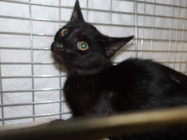 Jazmin - Domestic Short Hair