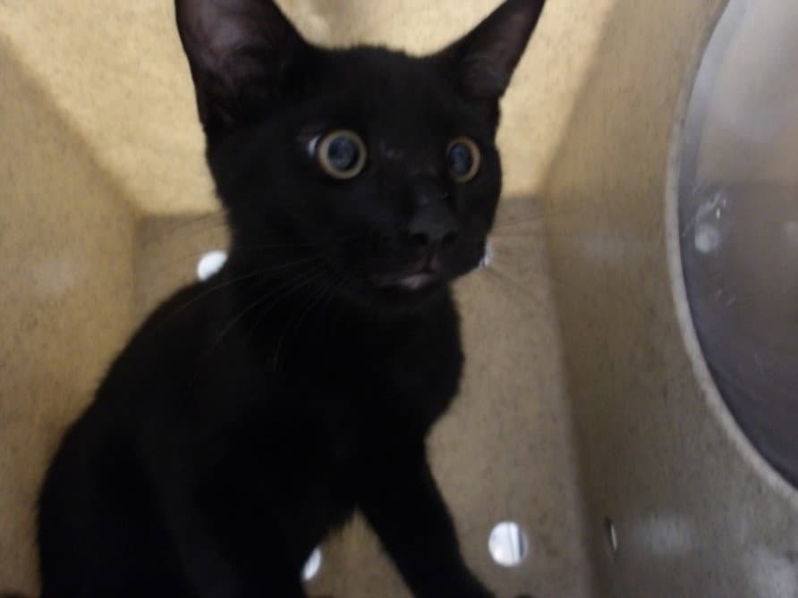 Rito - Domestic Short Hair