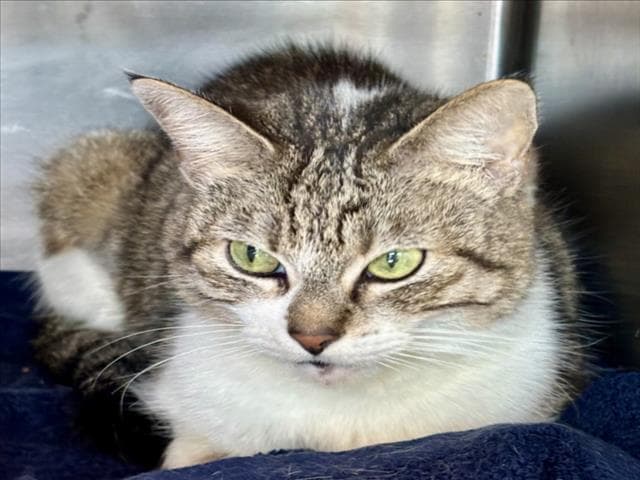 Gretchen - Domestic Short Hair