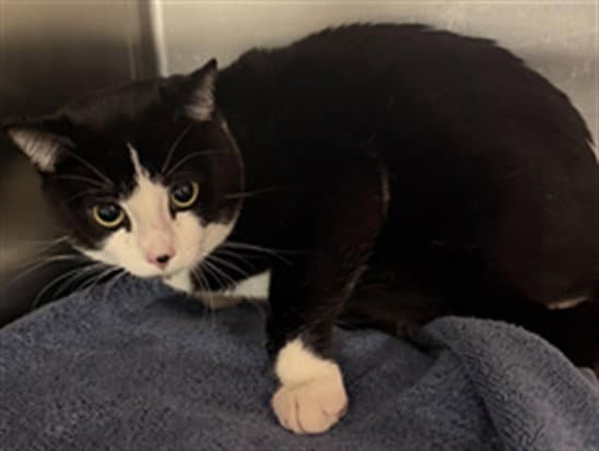 Rocco - Domestic Short Hair