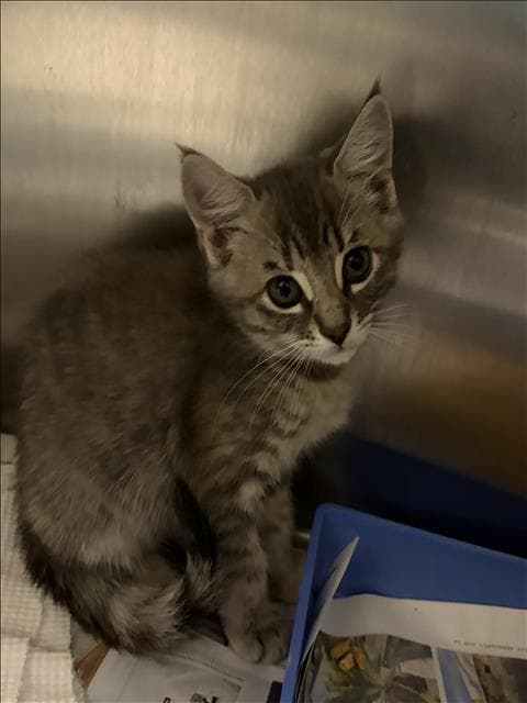 Antonela - Domestic Short Hair