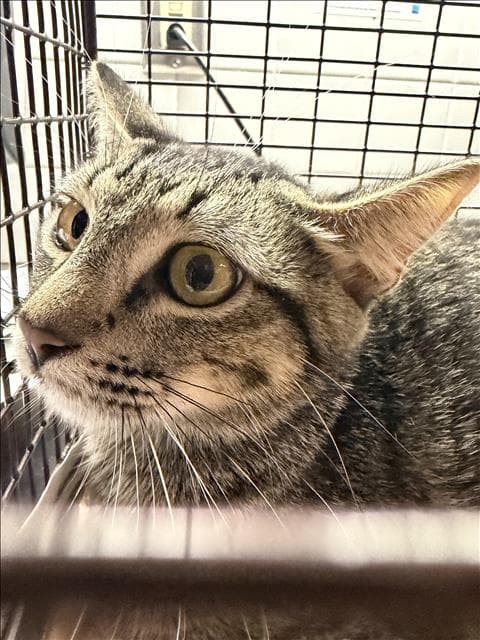Mimi - Domestic Short Hair