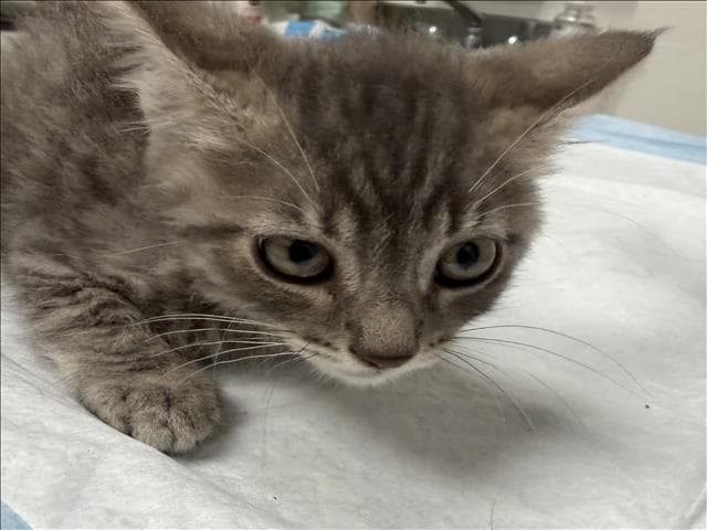 Nicolai - Domestic Short Hair