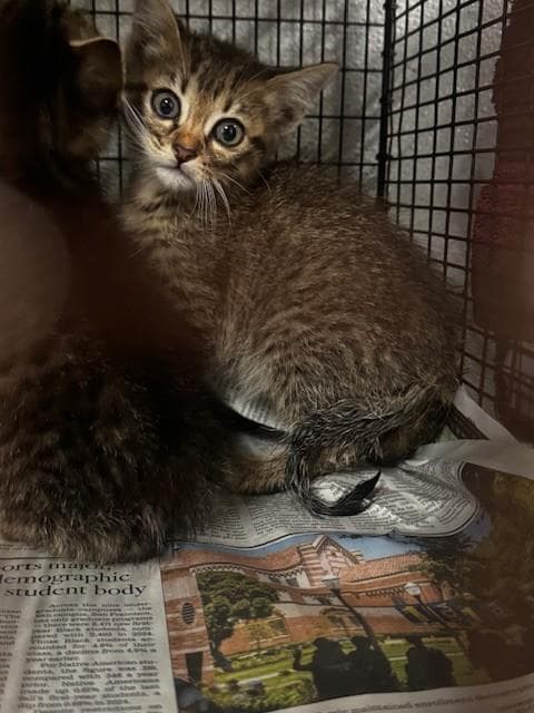 Billy - Domestic Short Hair