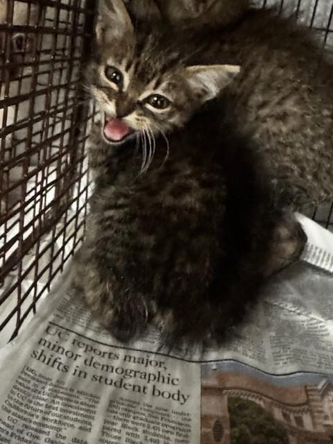 Belinda - Domestic Short Hair