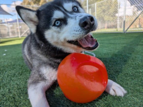 Shiloh - Siberian Husky