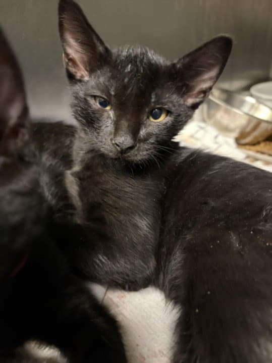 Gambit - Domestic Short Hair