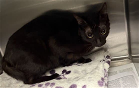 Nova - Domestic Short Hair
