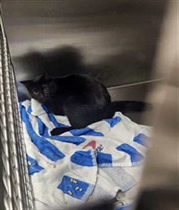 Shadow - Domestic Short Hair
