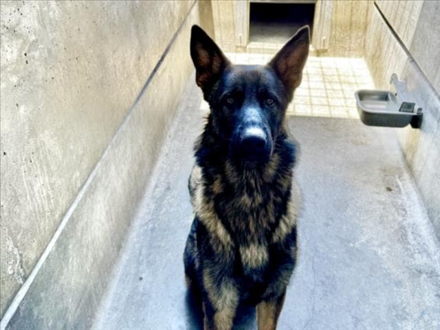 Audrich - German Shepherd Dog