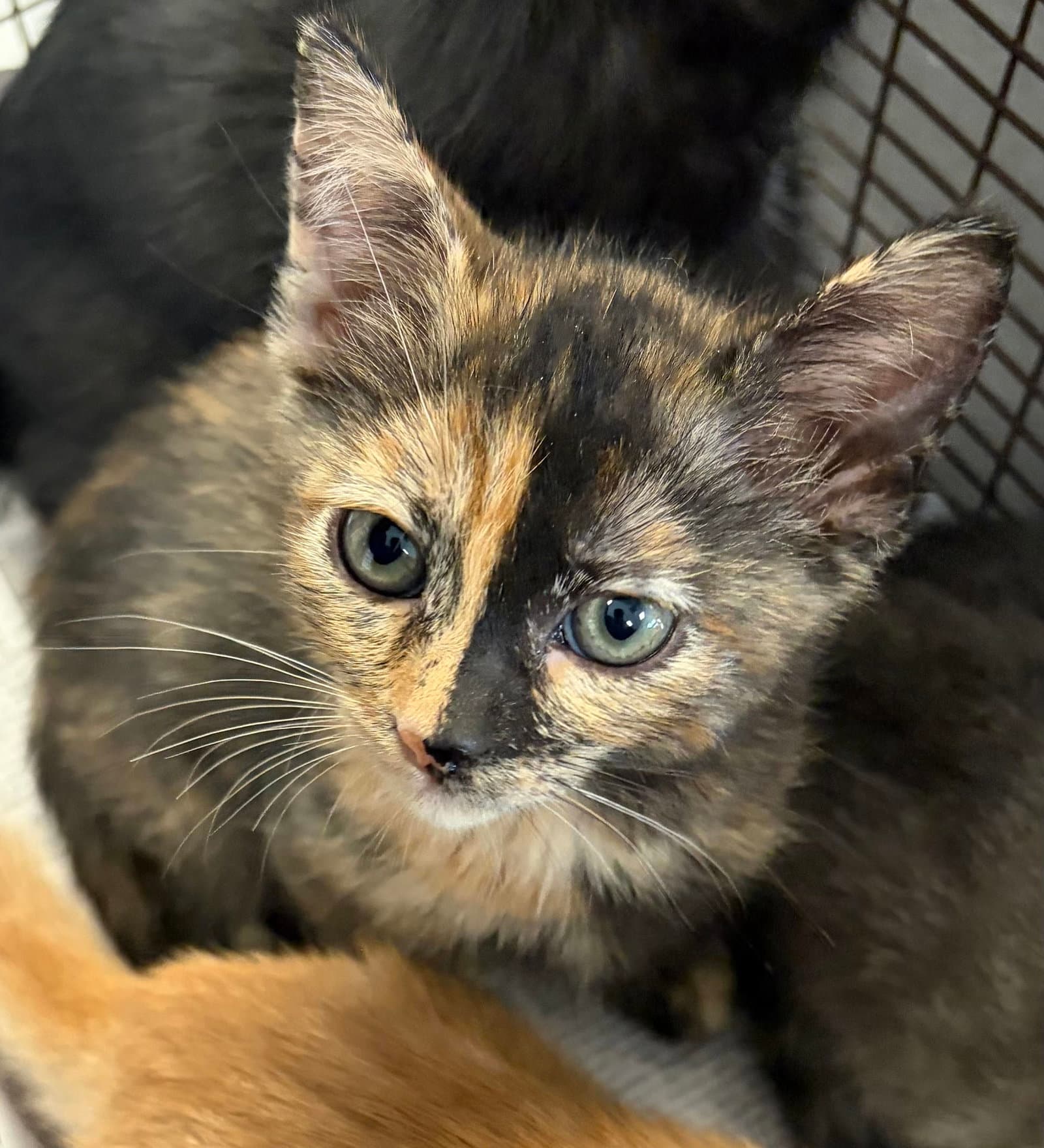 Autumn - Domestic Short Hair