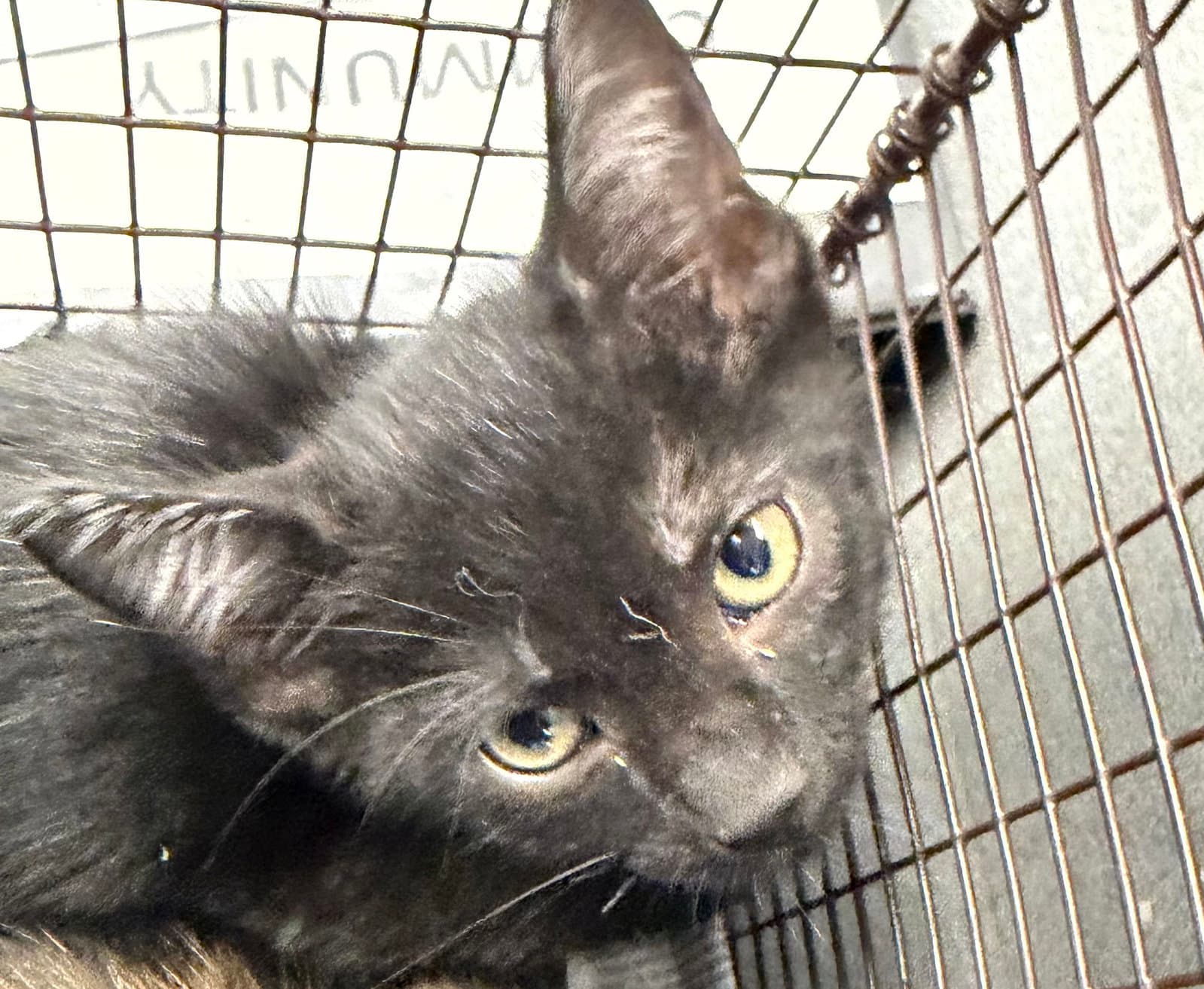 Winter - Domestic Short Hair