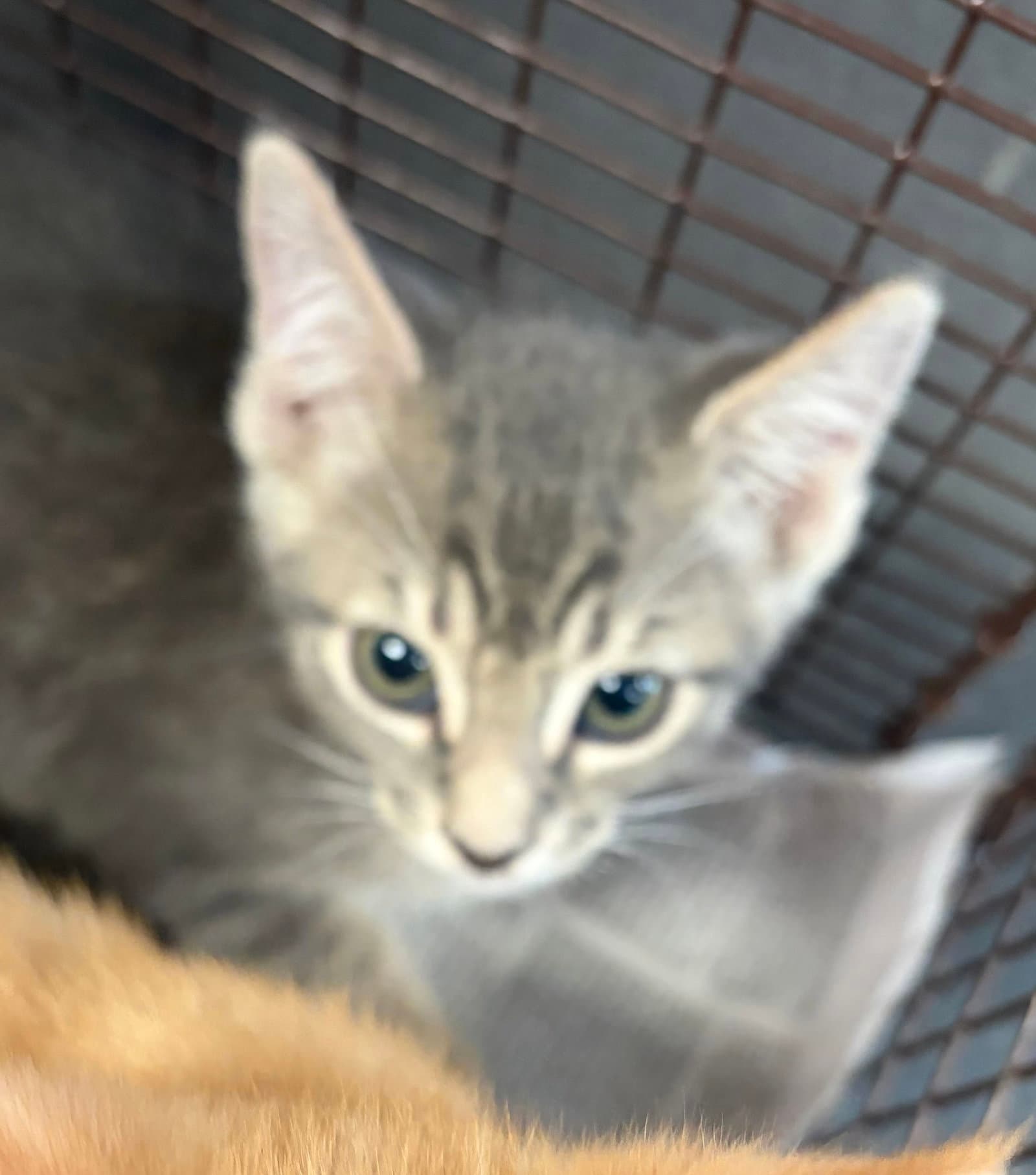 Spring - Domestic Short Hair