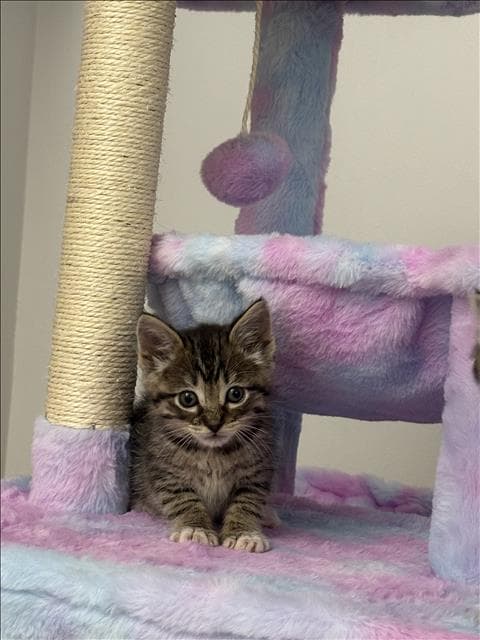 Nightcrawler - Domestic Short Hair