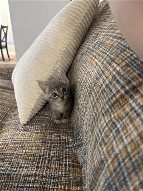 Pebbles - Domestic Short Hair