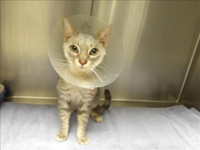Watson - Domestic Short Hair