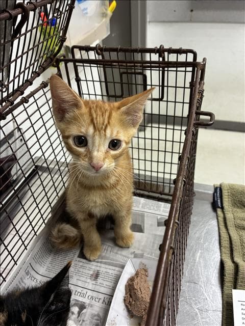 Cheesecake - Domestic Short Hair