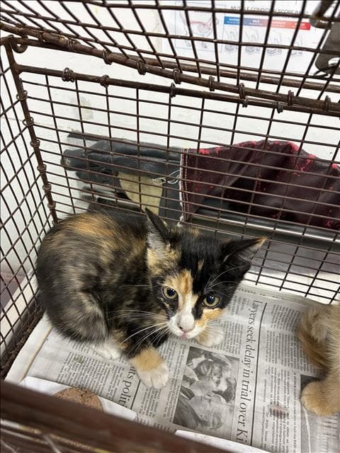 Marblecake - Domestic Short Hair