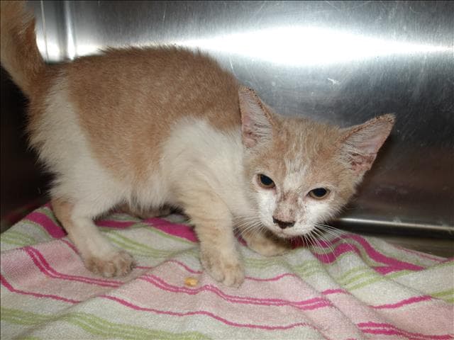 Ayla - Domestic Short Hair