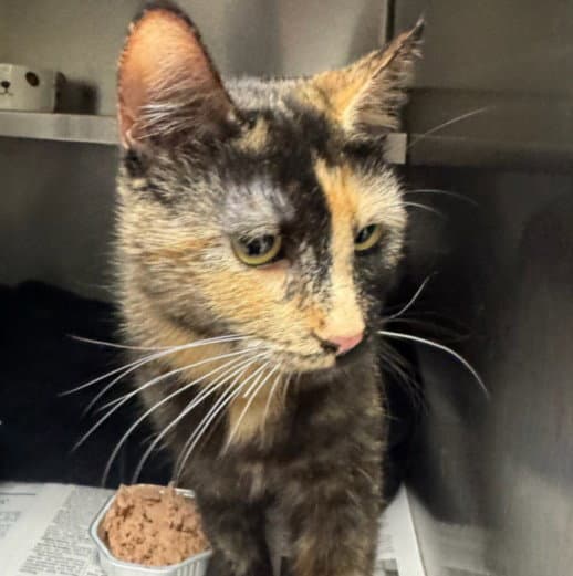 Harvest - Domestic Short Hair