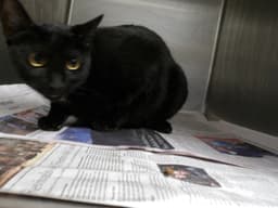 Salem image 1