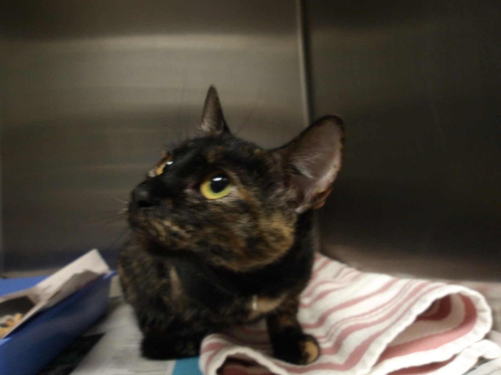 Suni - Domestic Short Hair