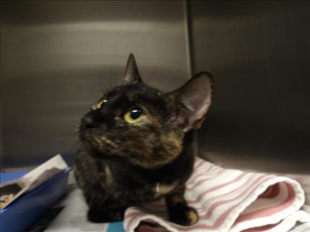 Suni - Domestic Short Hair
