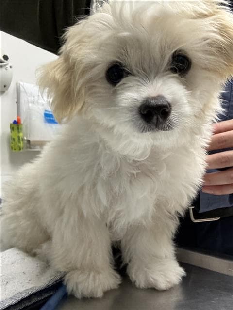Buddy - Maltese