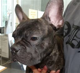 Rocco image 1
