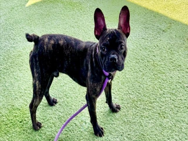 Rocco - French Bulldog