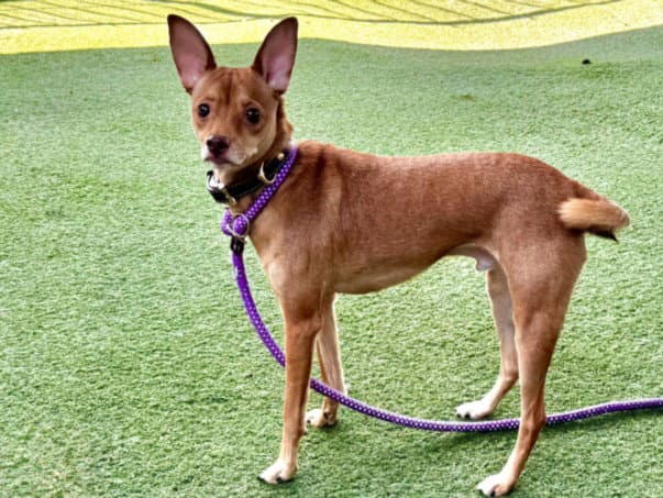 Bingo - Chihuahua