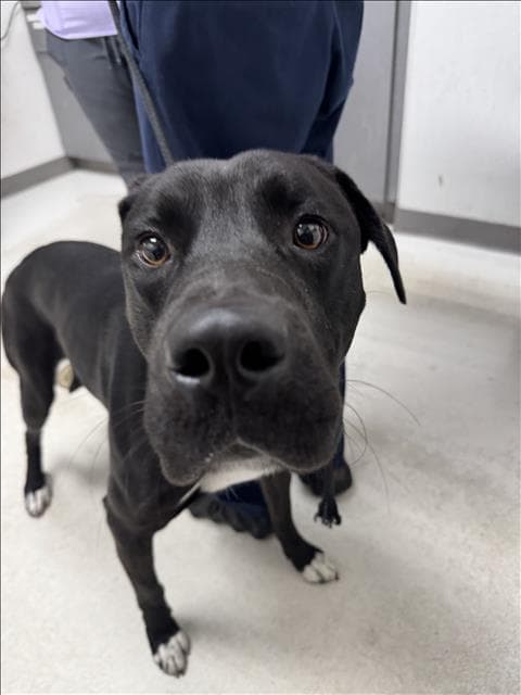 Tony - Labrador Retriever