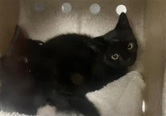 Tobi - Domestic Short Hair