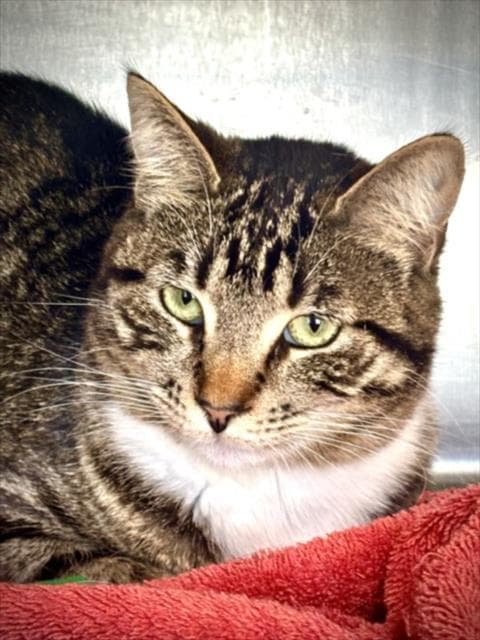 Kasper - Domestic Short Hair