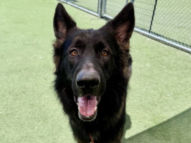 Debo - German Shepherd Dog