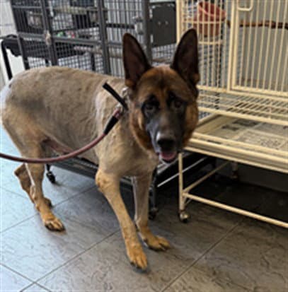 Mangzi - German Shepherd Dog