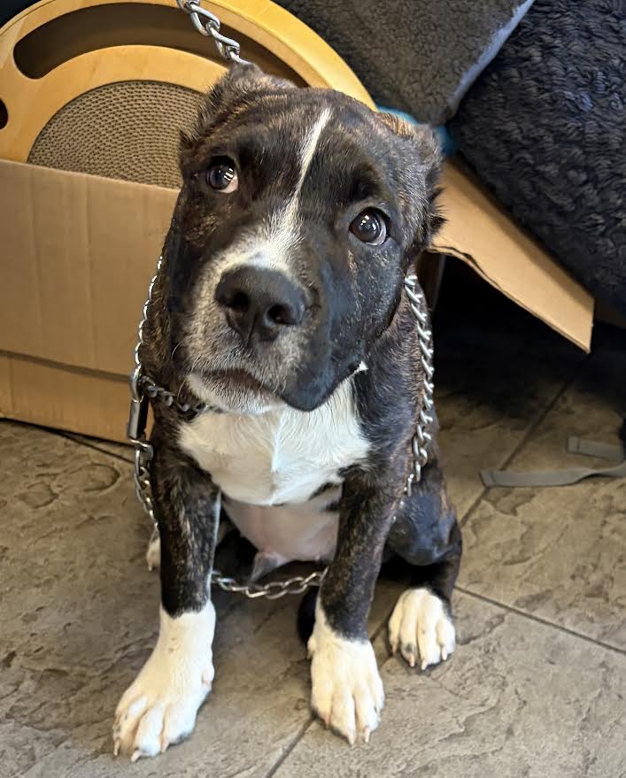 Maverick - Staffordshire Bull Terrier