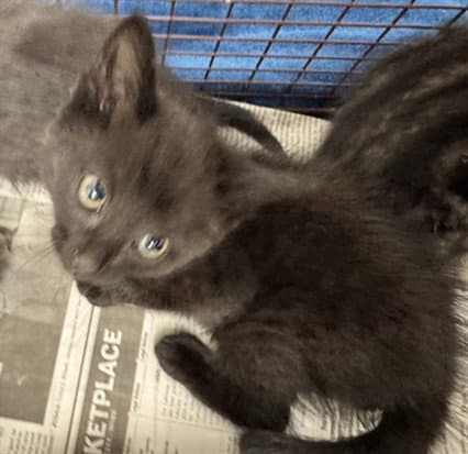 Sugar - Domestic Short Hair