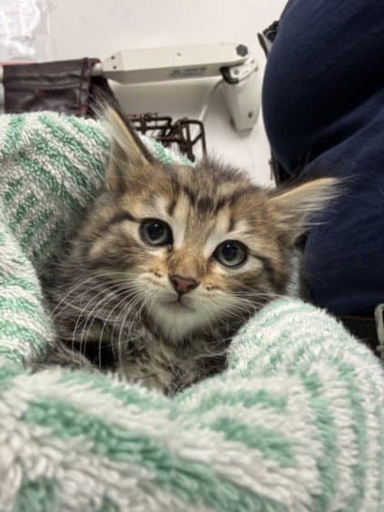 Nancy - Domestic Medium Hair