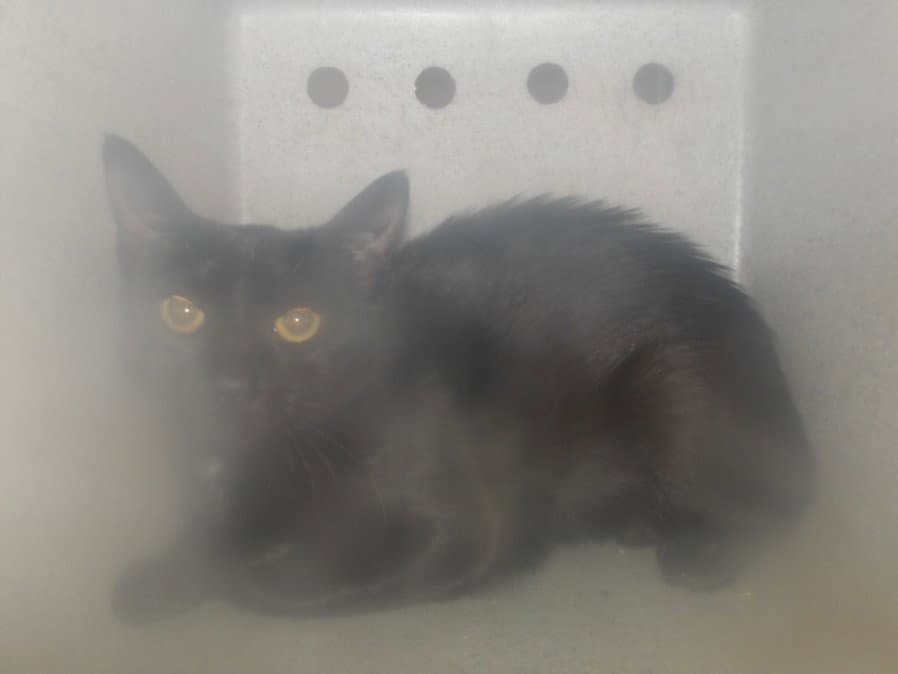 Violet - Domestic Short Hair