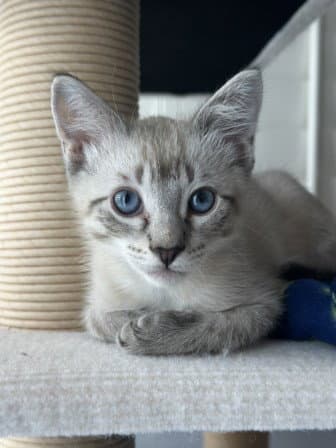 Tofu - Domestic Short Hair