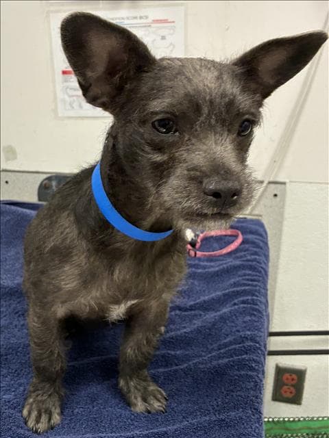 Spring - Toy Fox Terrier