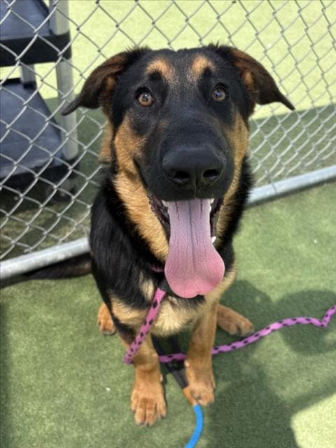 Winston - German Shepherd Dog