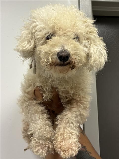 Paloma - Poodle (Miniature)