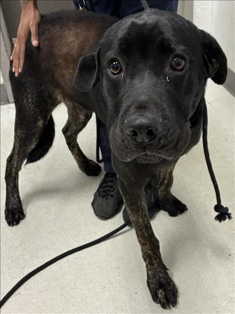 Bruno - Labrador Retriever