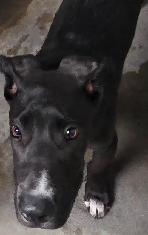 Wigley - Pit Bull Terrier