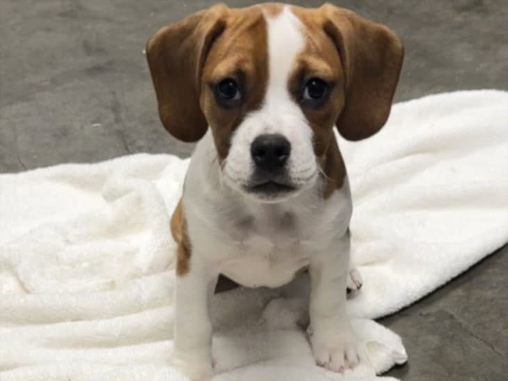 Devin - Beagle