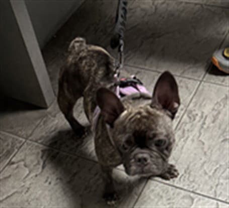 True - French Bulldog