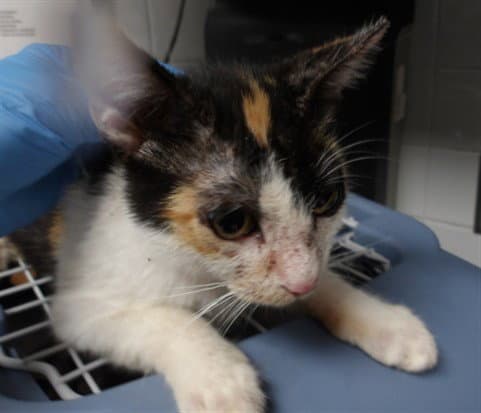 Layla - Domestic Short Hair