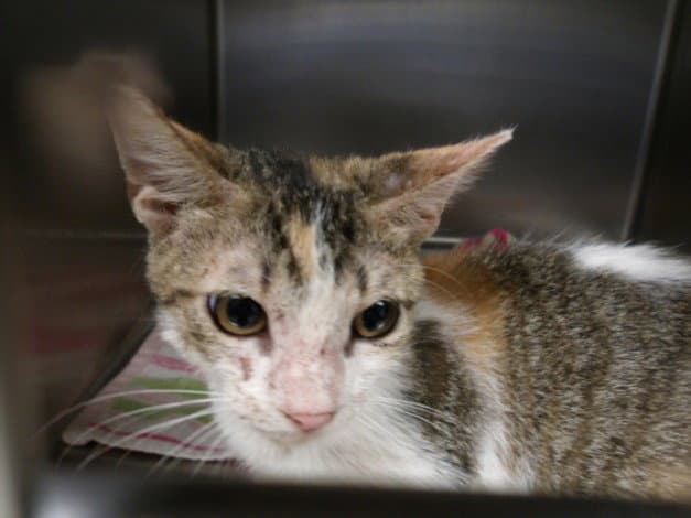 Shayla - Domestic Short Hair